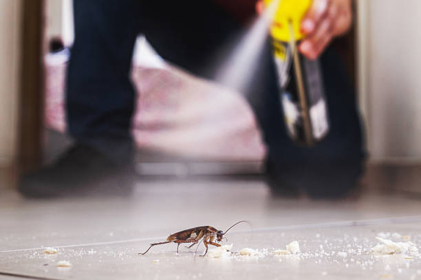 Best Bed Bug Extermination  in Bay St Louis, MS